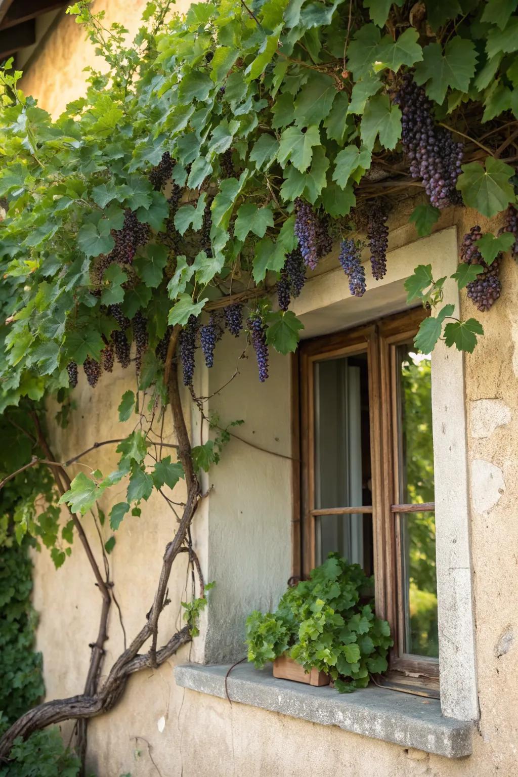 Grapevines as a natural awning offer shade and elegance.