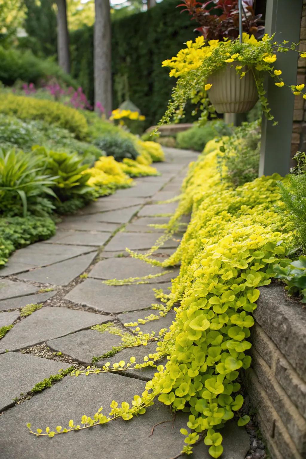 Vibrant creeping Jenny adding a splash of color to garden paths.