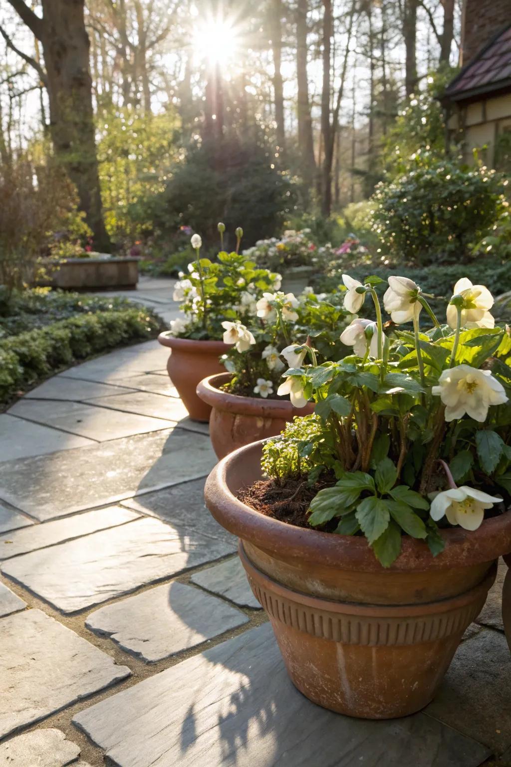 Terracotta pots provide a timeless and nurturing environment for hellebores.