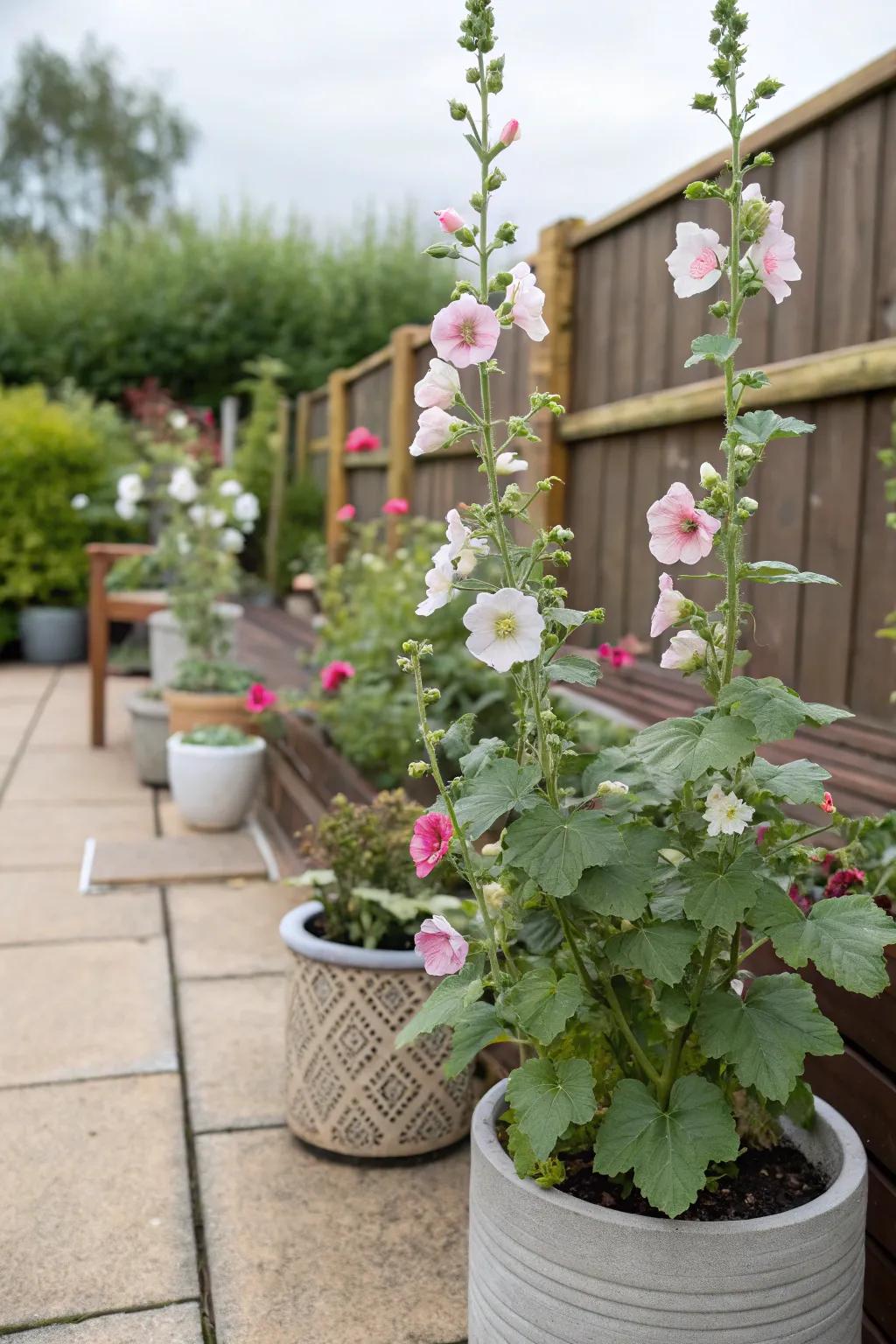 Dwarf hollyhocks adding charm to a container garden.