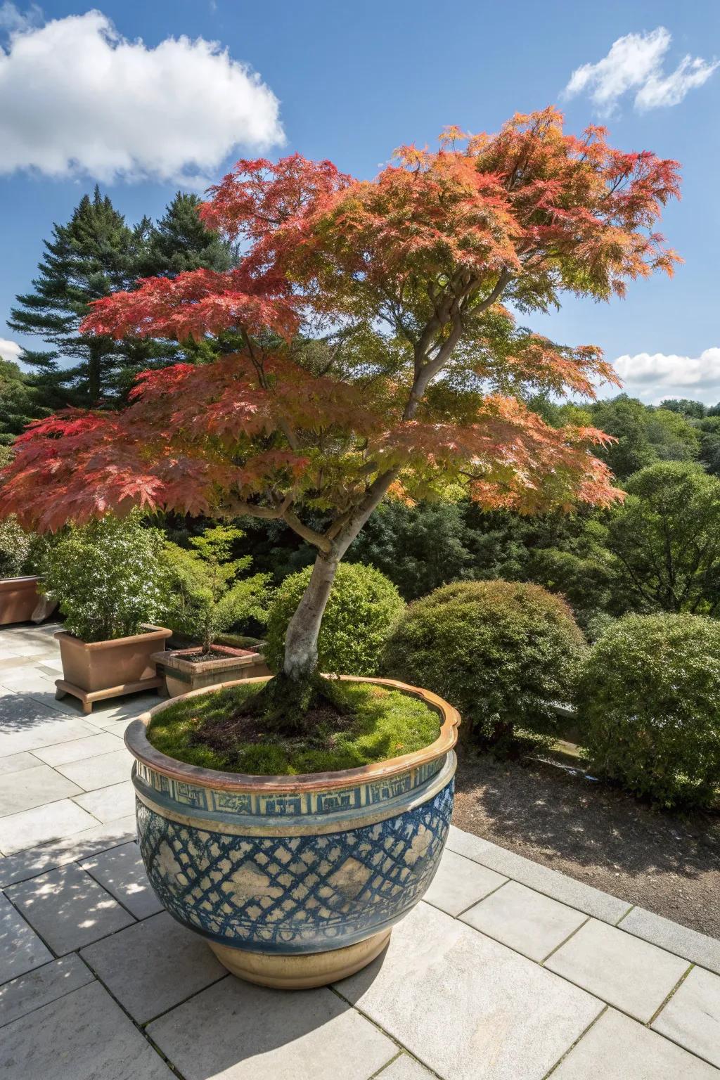 Add flexibility with container-grown Japanese maples.