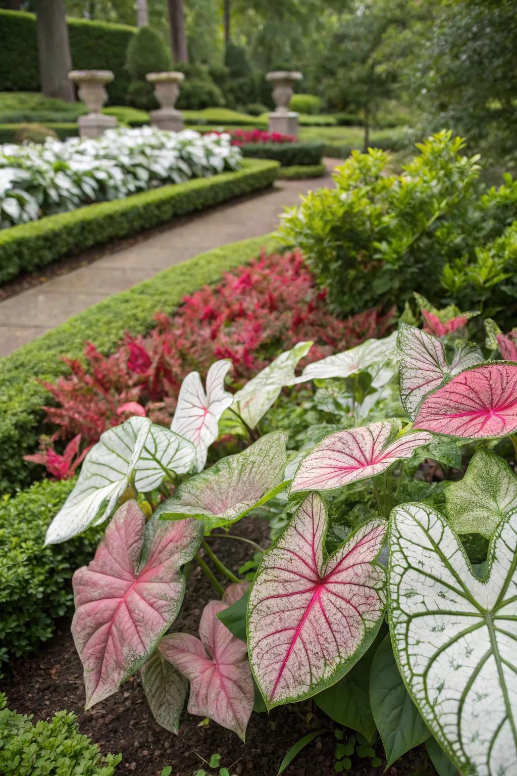 Experience the evolving beauty of caladiums through the seasons.