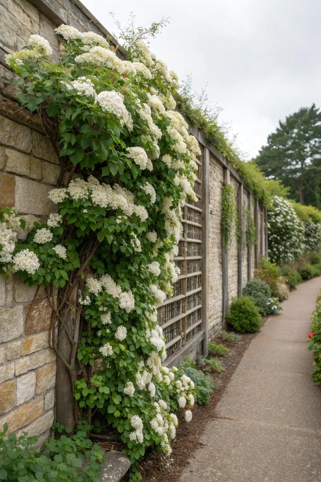 Climbing hydrangeas on trellises offer stunning vertical interest.