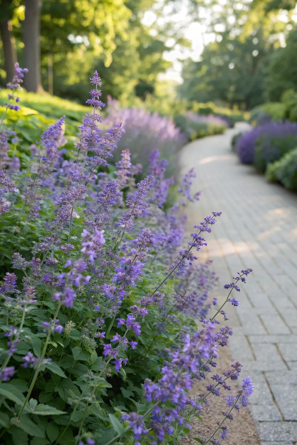 Blooming catmint adding a splash of vibrant color to the garden border.