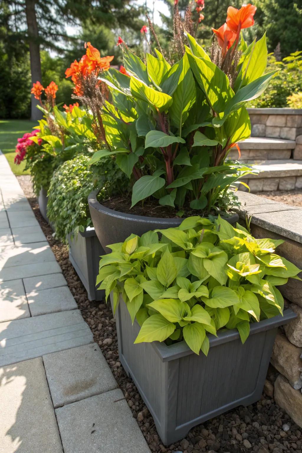 A bold and beautiful combination of canna lilies and sweet potato vines.