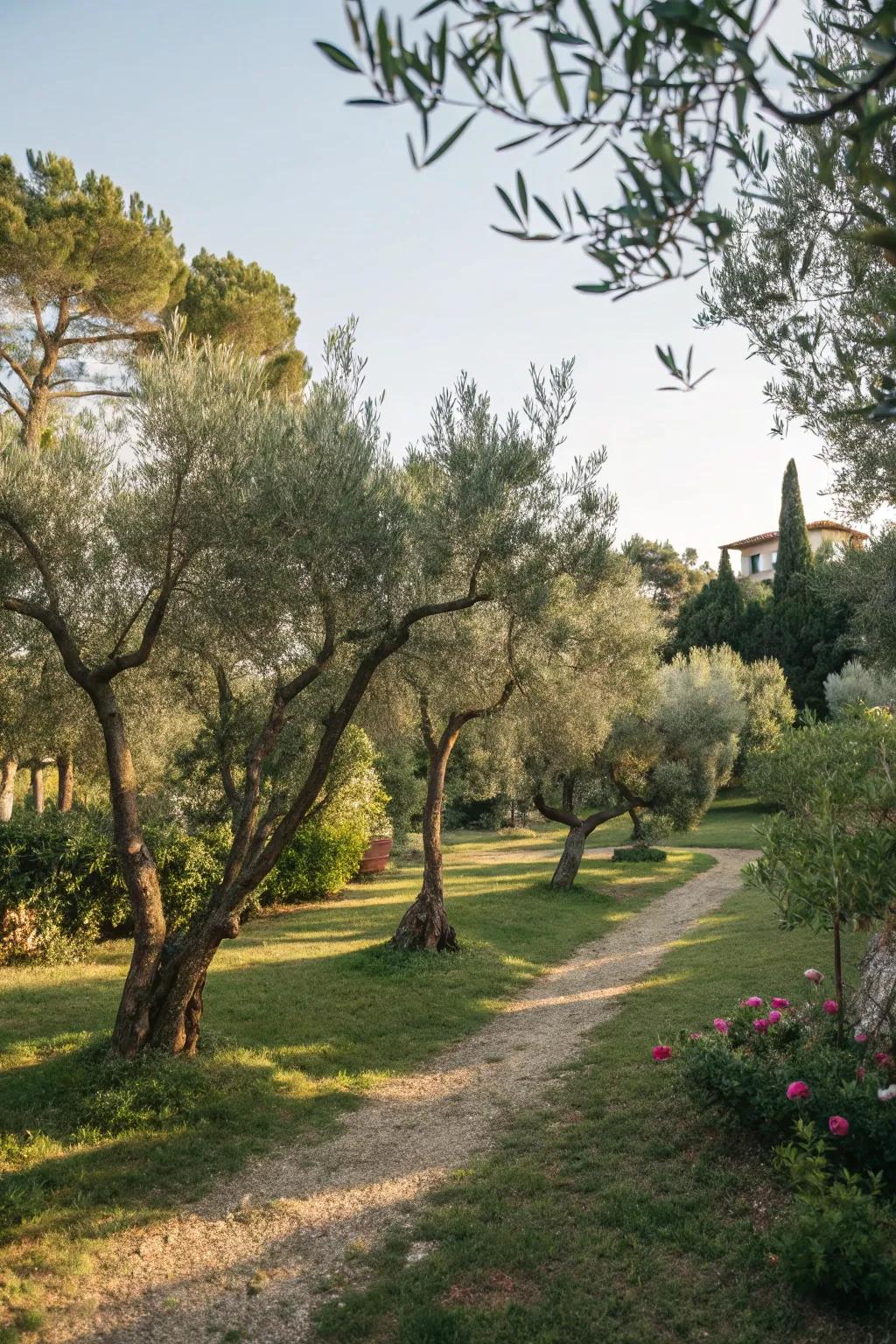 Olive trees casting intricate shadows in a garden setting.