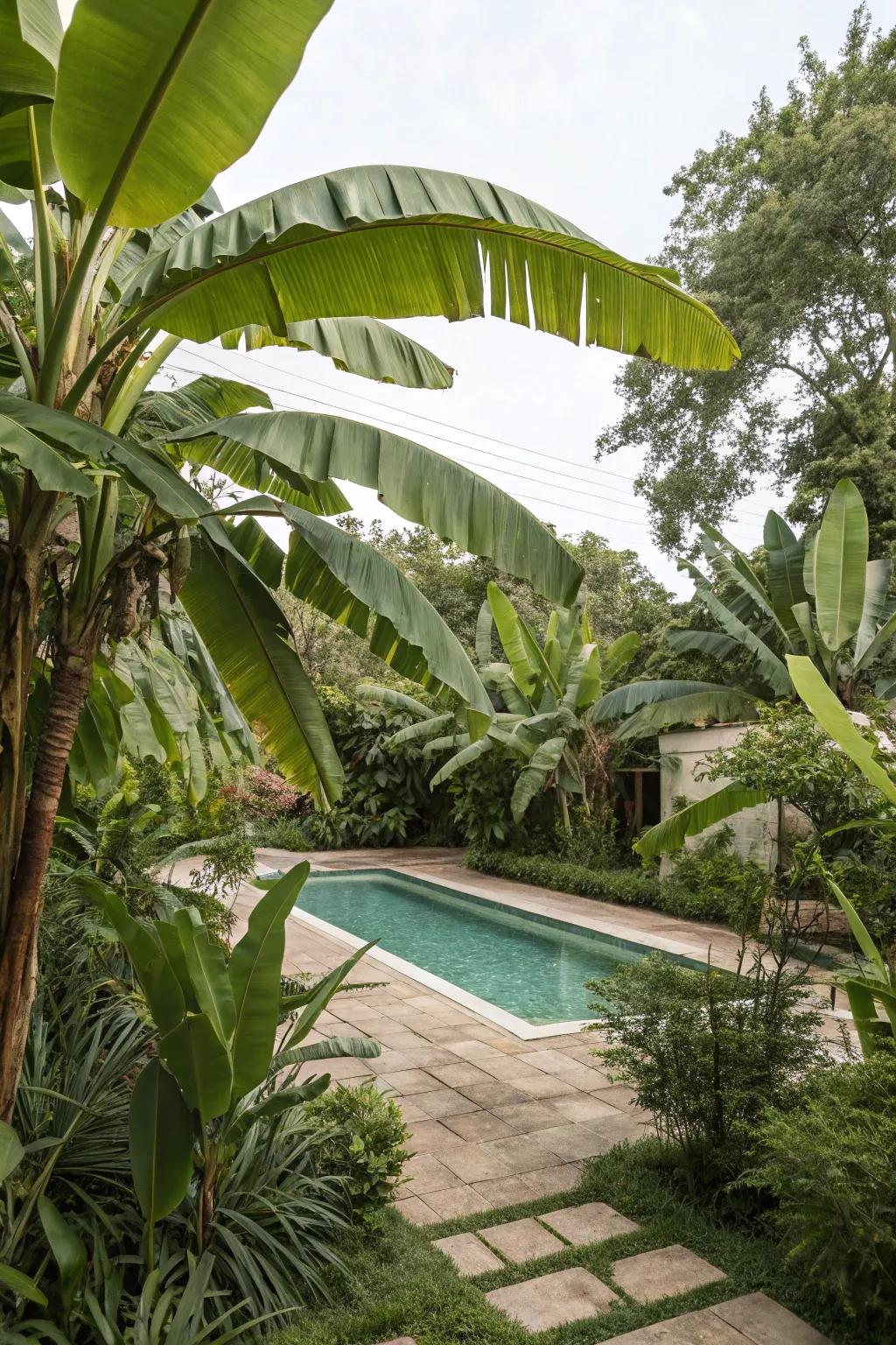 Bring tropical vibes to your pool with lush banana plants.