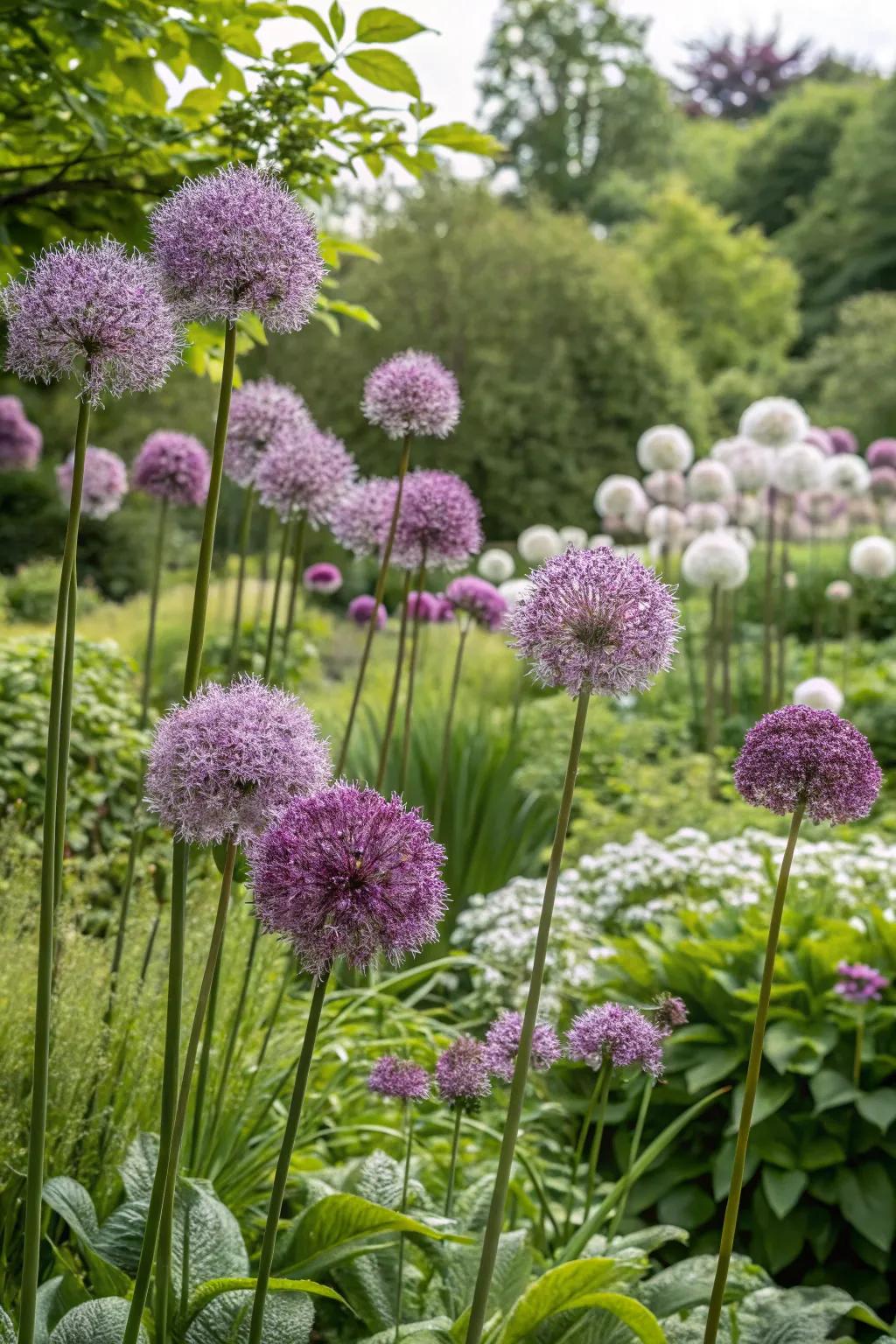 Allium globes adding bold architectural interest.