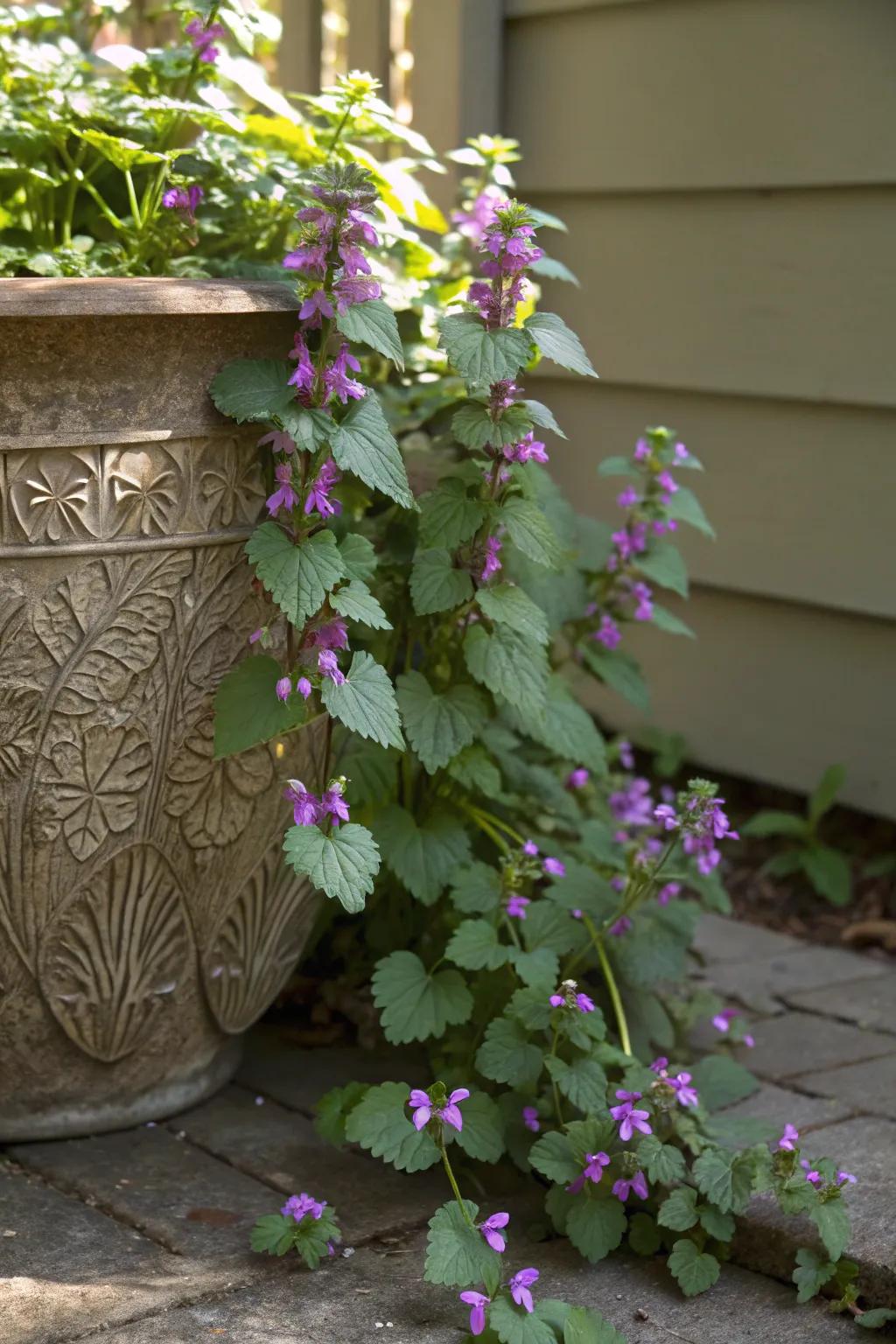 Silvery lamium spilling over a pot, adding a touch of magic to a shaded corner.