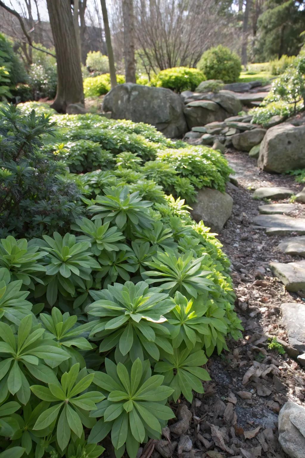Spurge creates a lush, green carpet in shaded spaces.