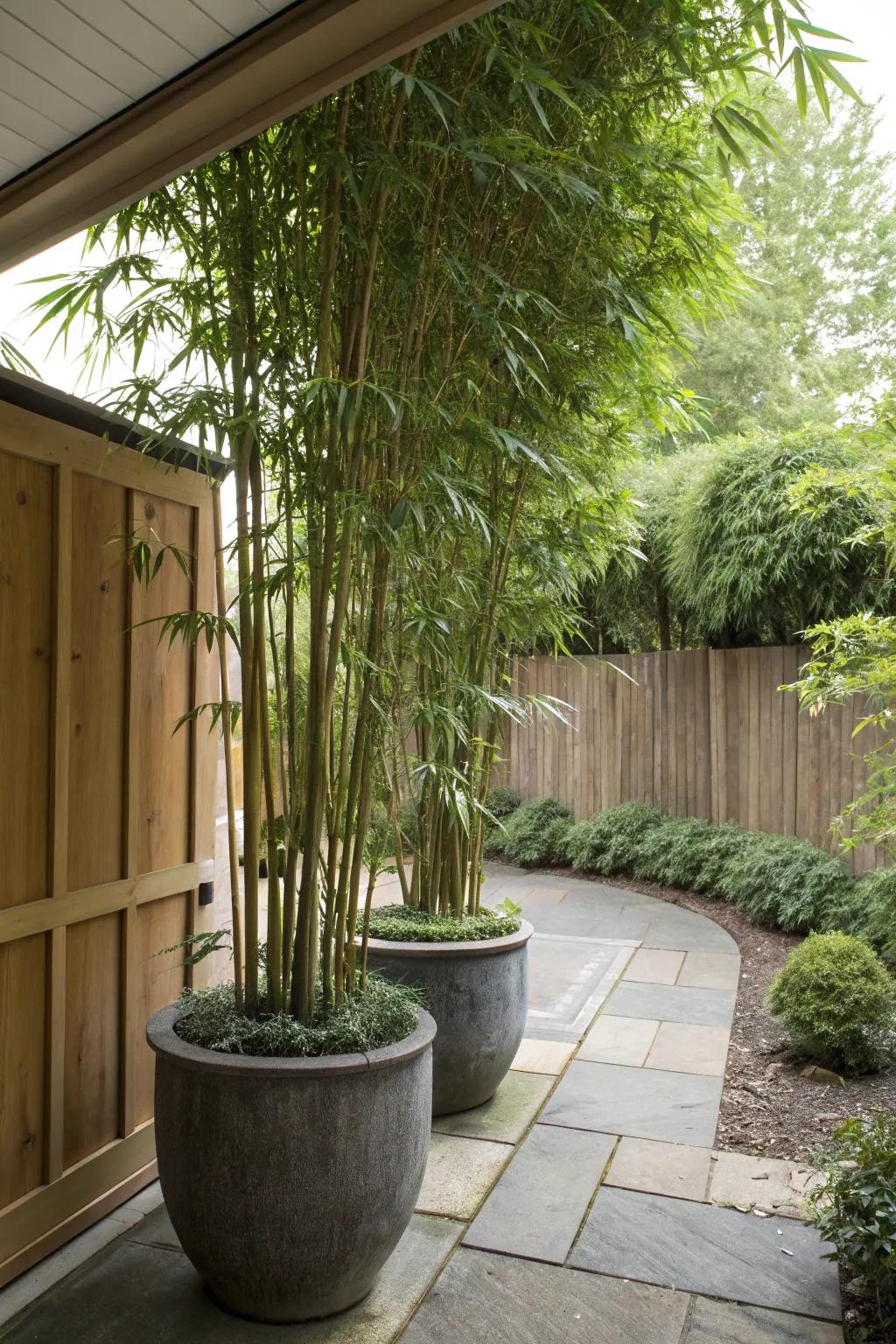 Bamboo creates a lush and private retreat in your garden corner.