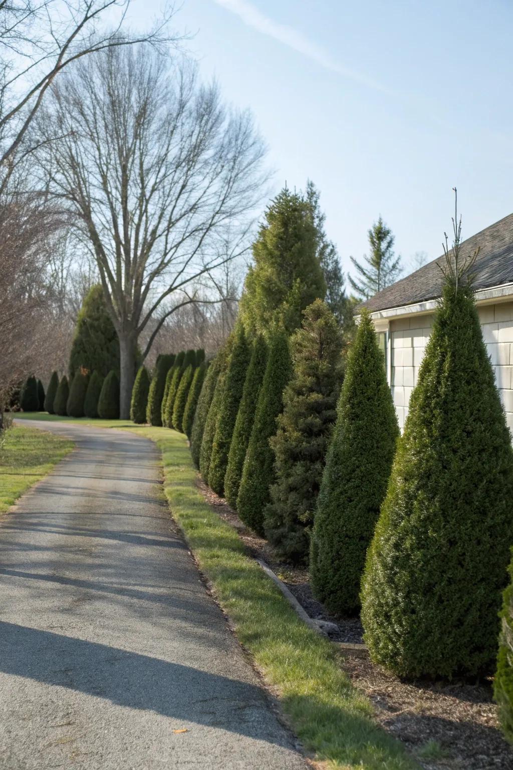 Evergreen shrubs offer year-round beauty and structure.