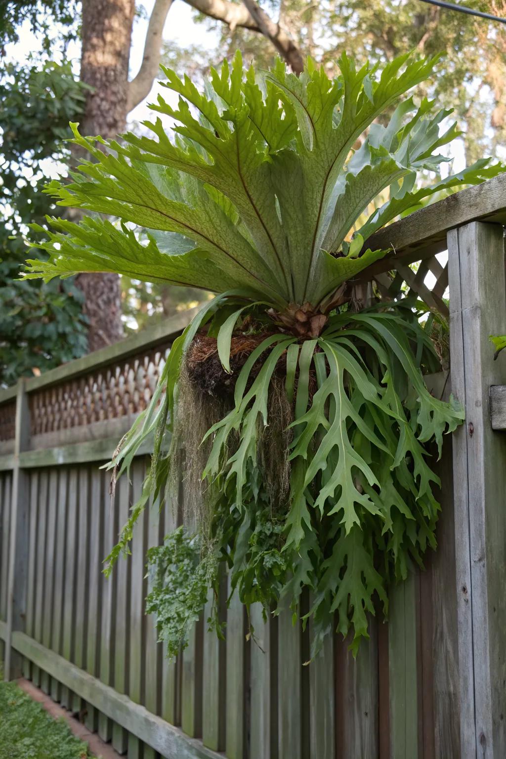 Enhance your garden with a staghorn fern focal point on the fence.