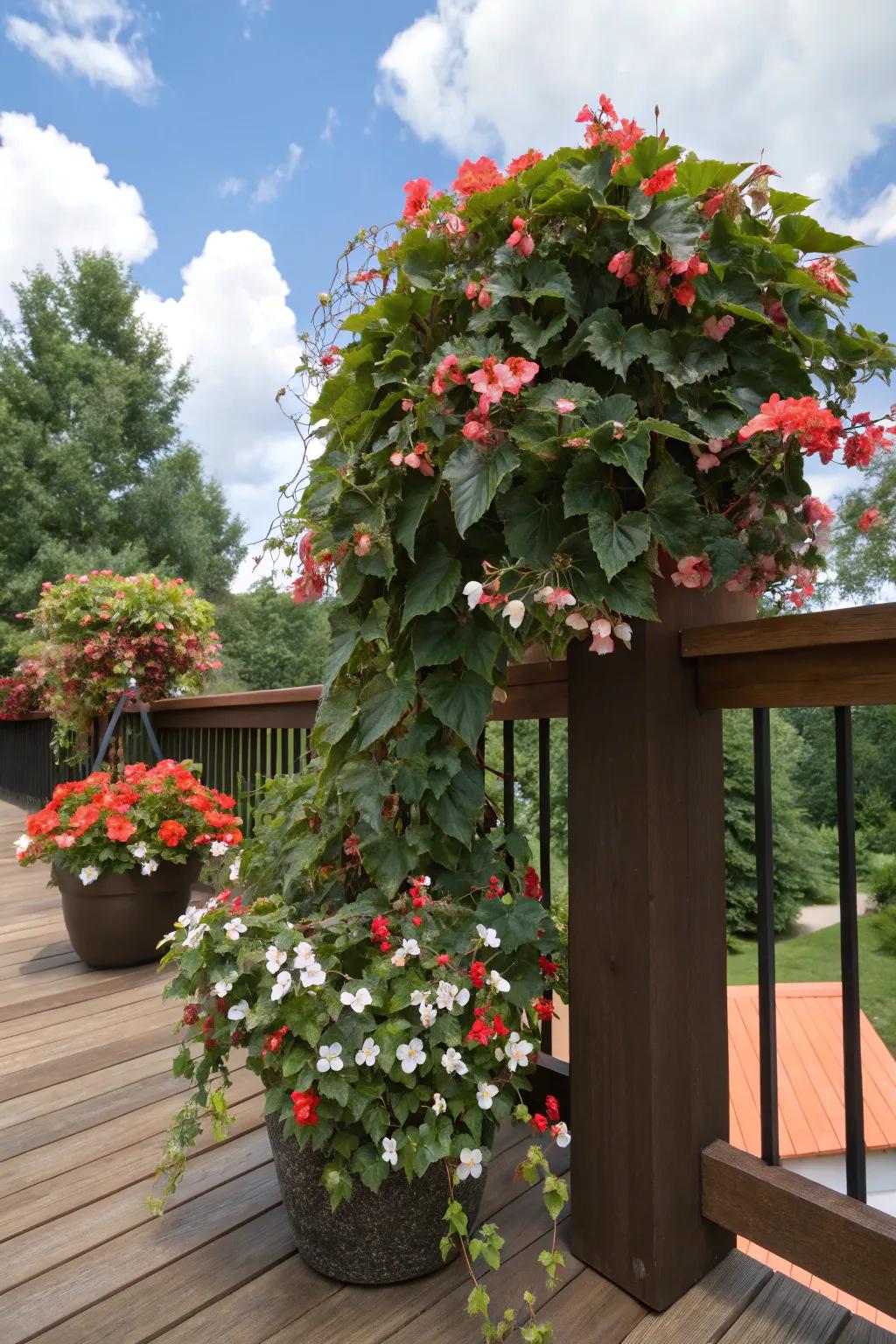 Trailing begonia spilling elegantly over the container.