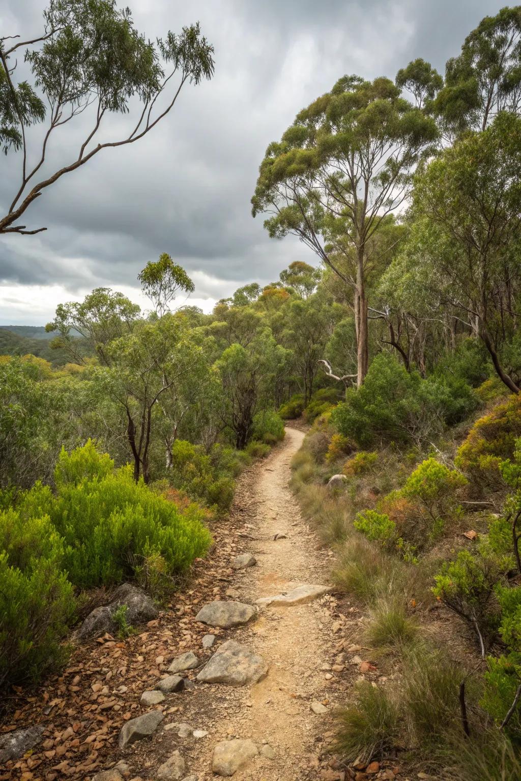 A winding hiking trail offers exploration and discovery through Australian bushland.