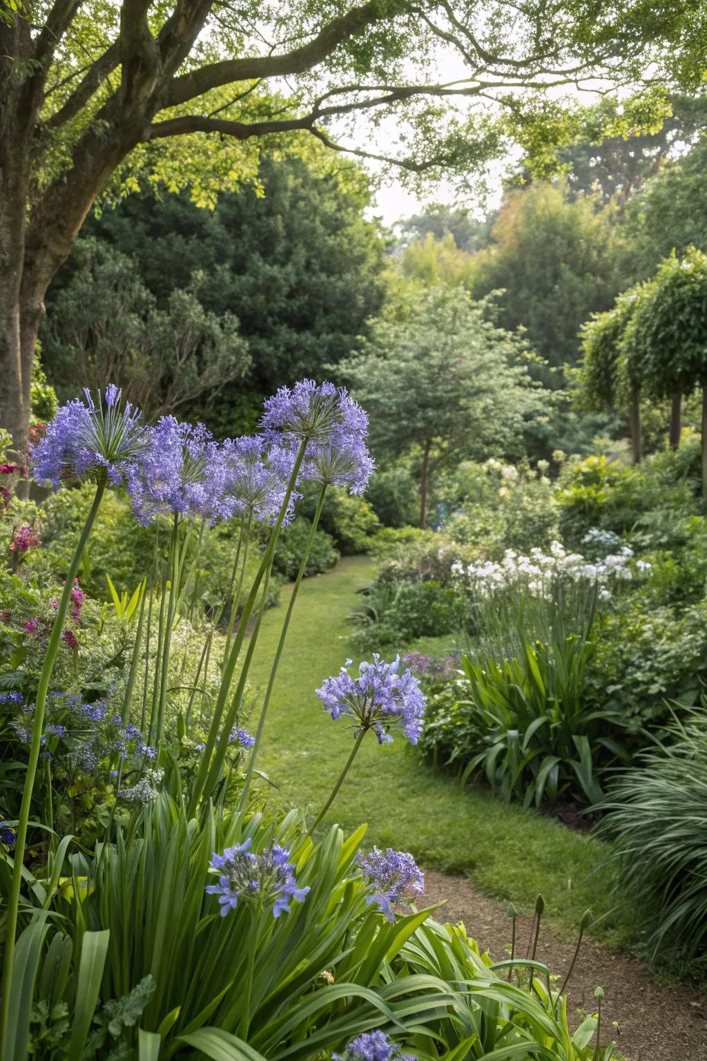 Make agapanthus the stunning focal point of your garden.
