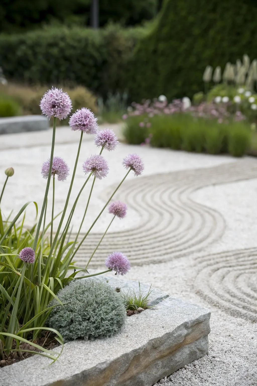 A peaceful Zen garden featuring alliums.