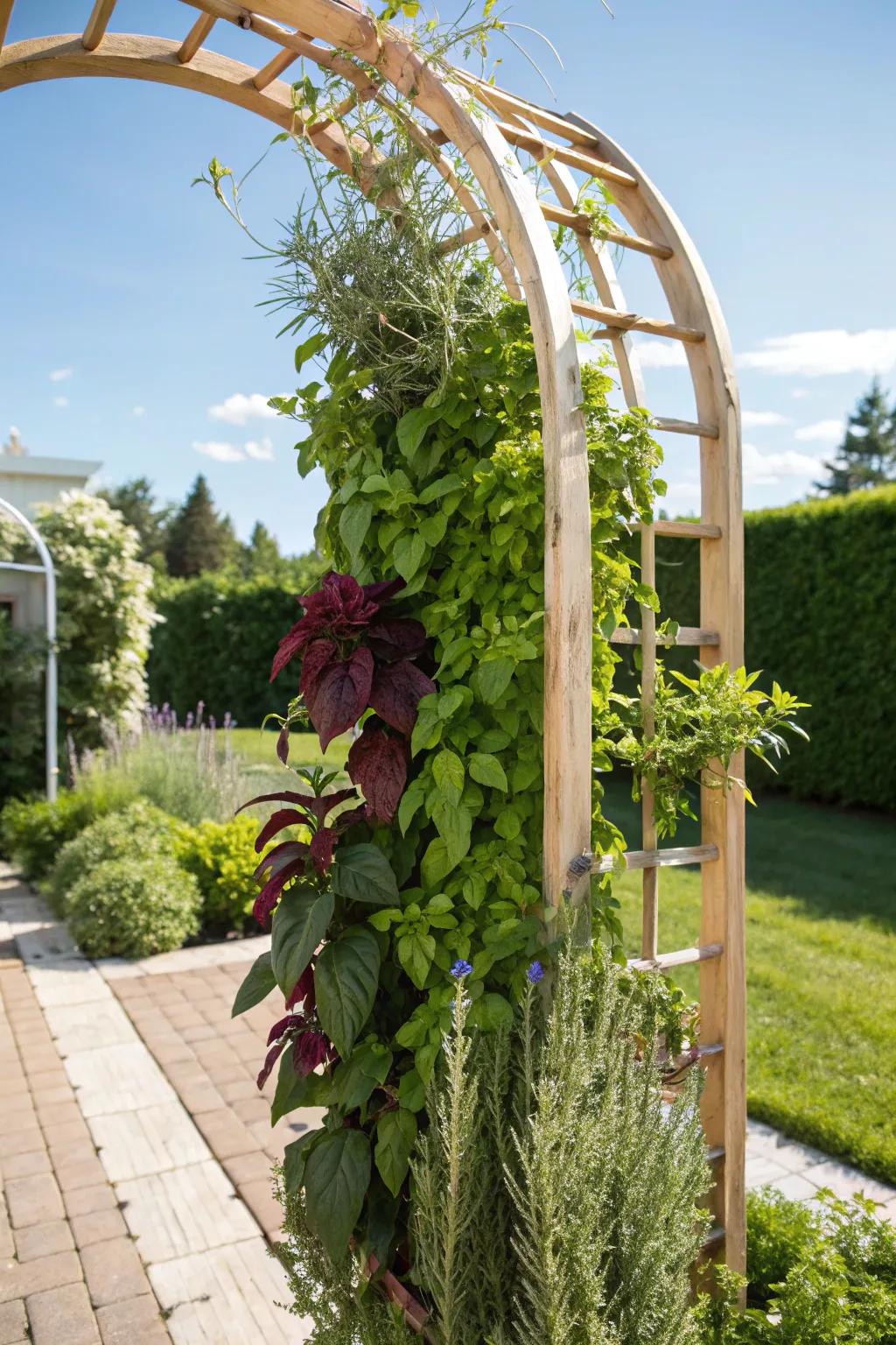 A vertical herb garden on an arch trellis.