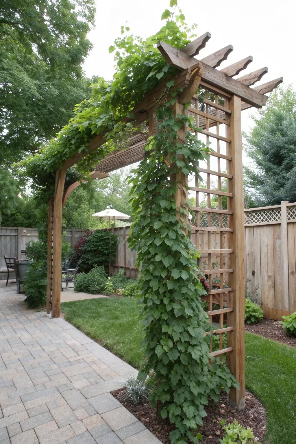 Climbing vines transform a simple trellis into a vibrant privacy screen.