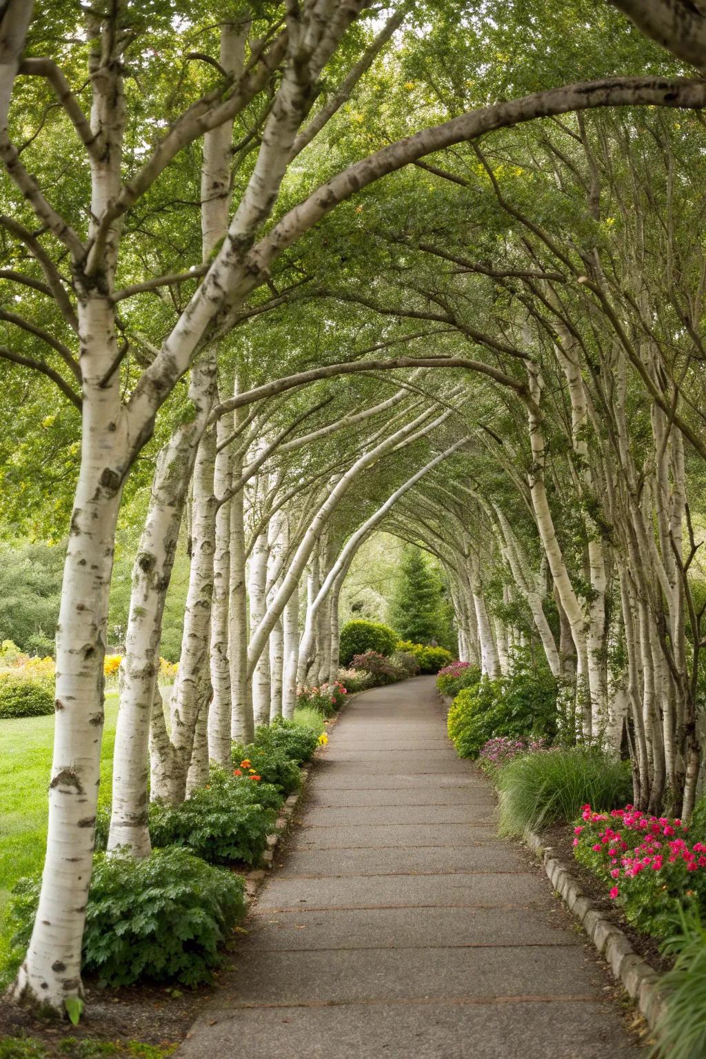 A birch tree archway offers a grand entrance to any garden.