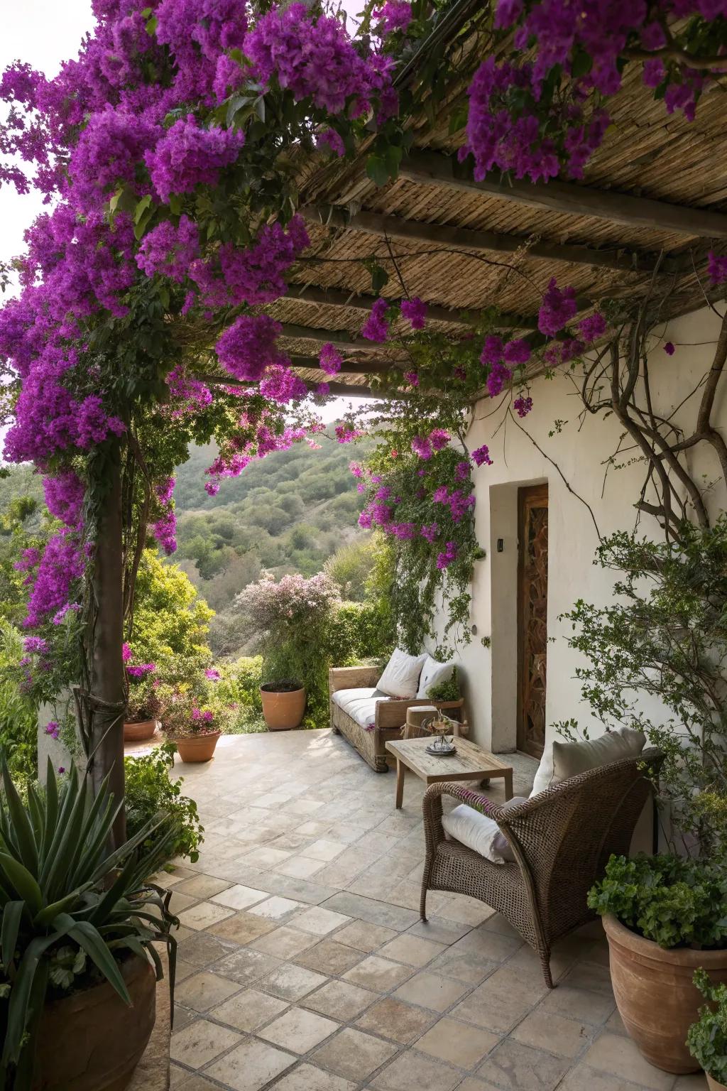 Bougainvilleas can turn a patio into a vibrant retreat.