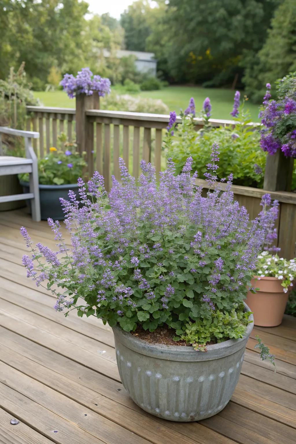 Catmint bringing color to a small patio container garden.