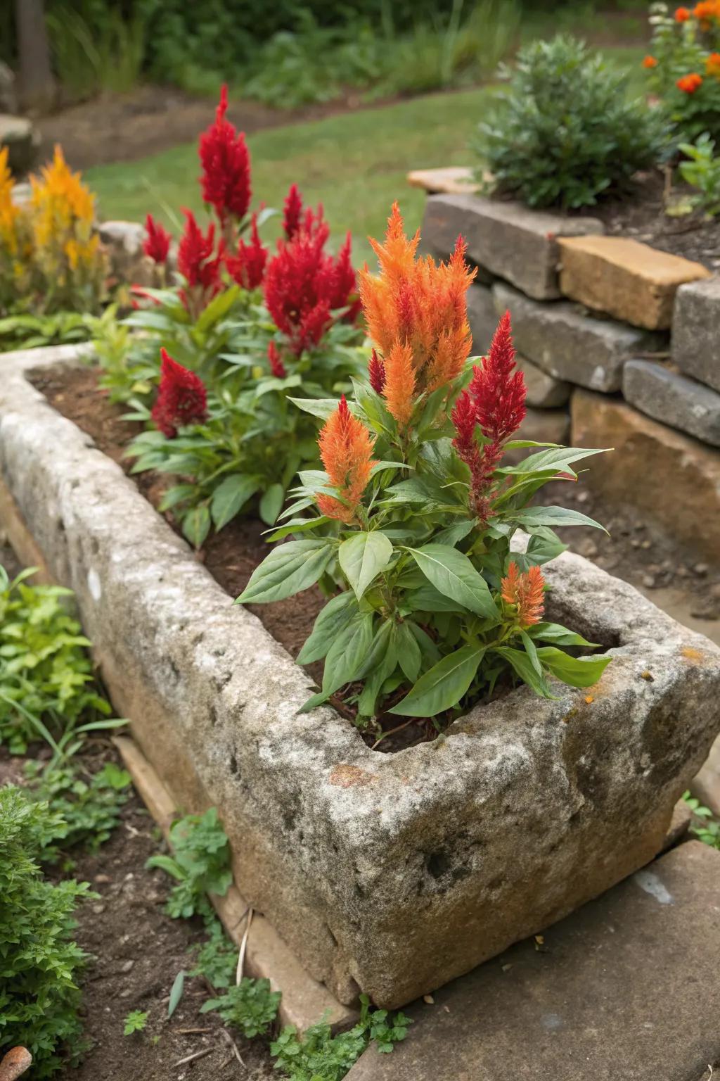 Stone troughs provide a natural setting for celosia.