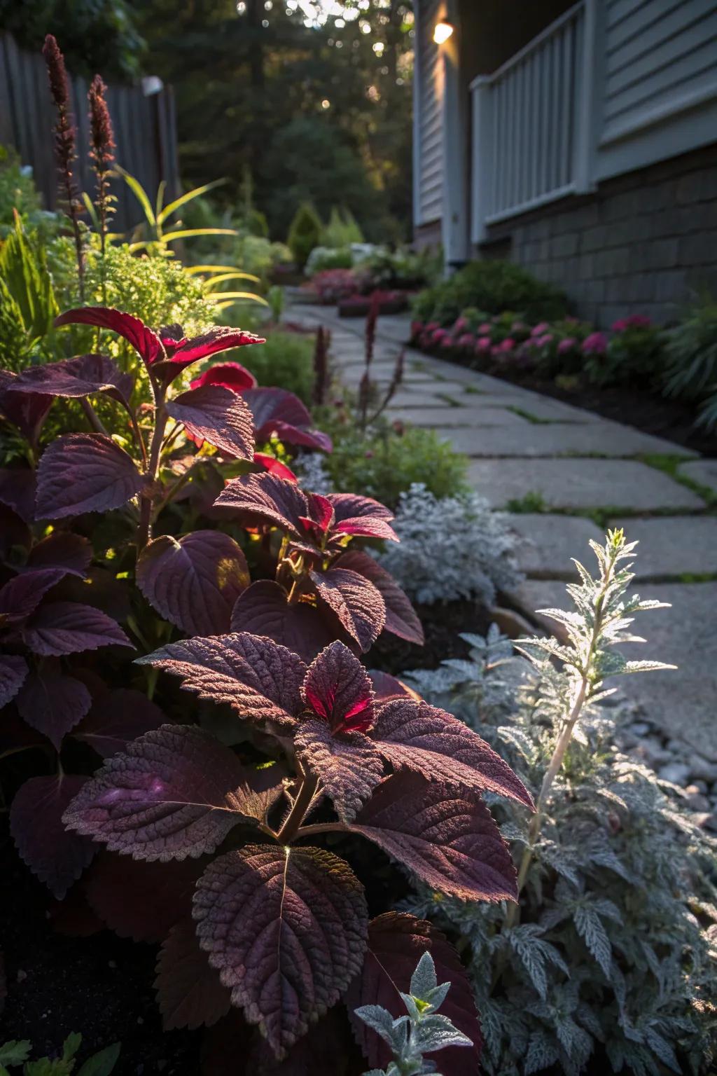 Dusty miller creates striking contrasts with dark foliage.