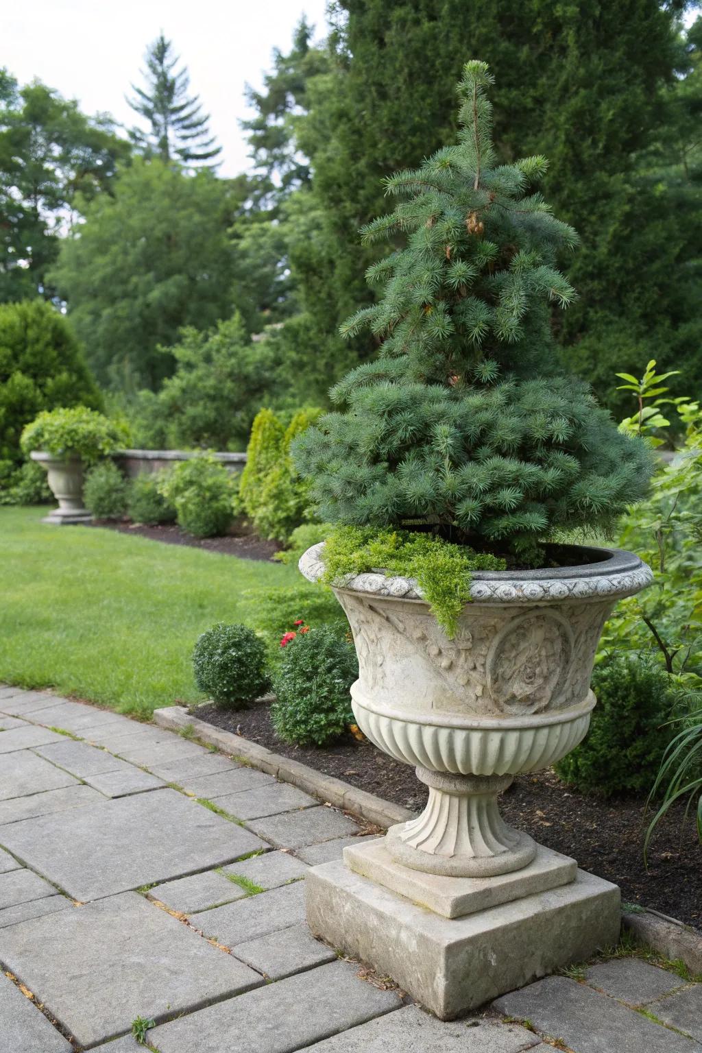 Dwarf Alberta Spruce: a touch of formality for your garden.