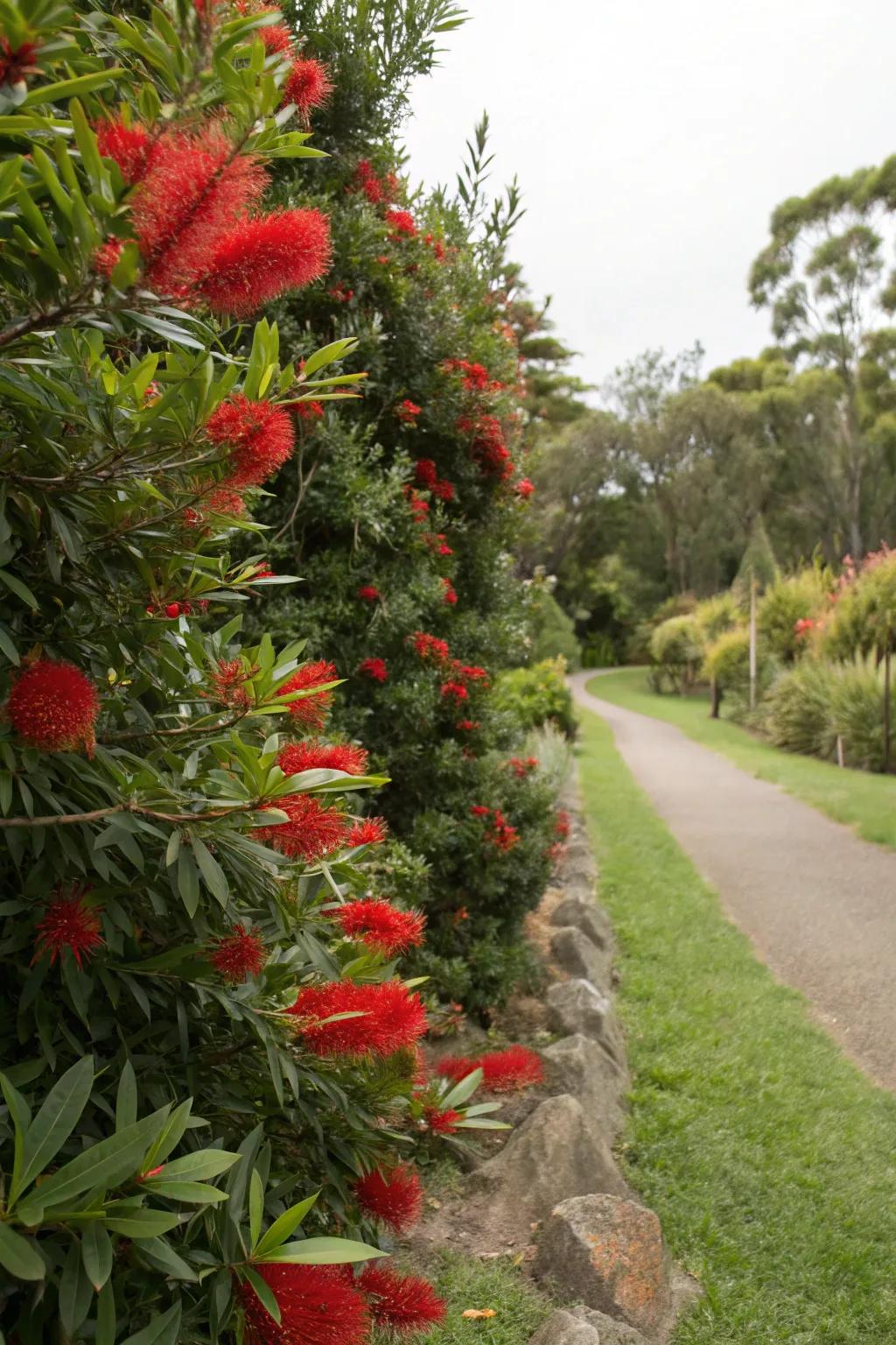 Bottlebrush hedges bring tropical blooms to your space.