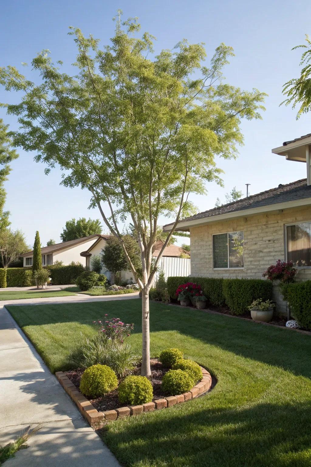 Ornamental tree for shade and focal interest