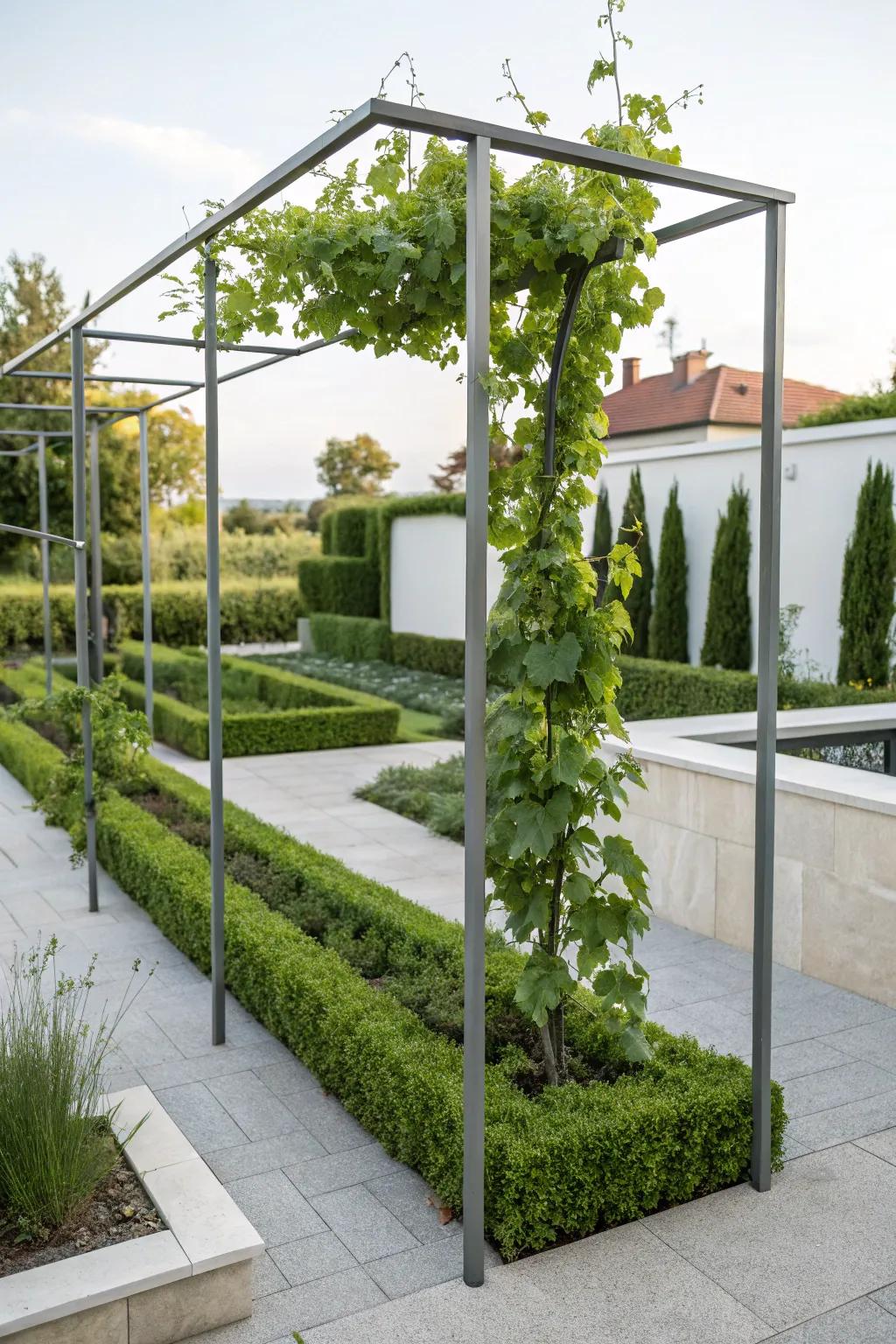 A sleek metal frame trellis, offering modern support for growing grapevines.