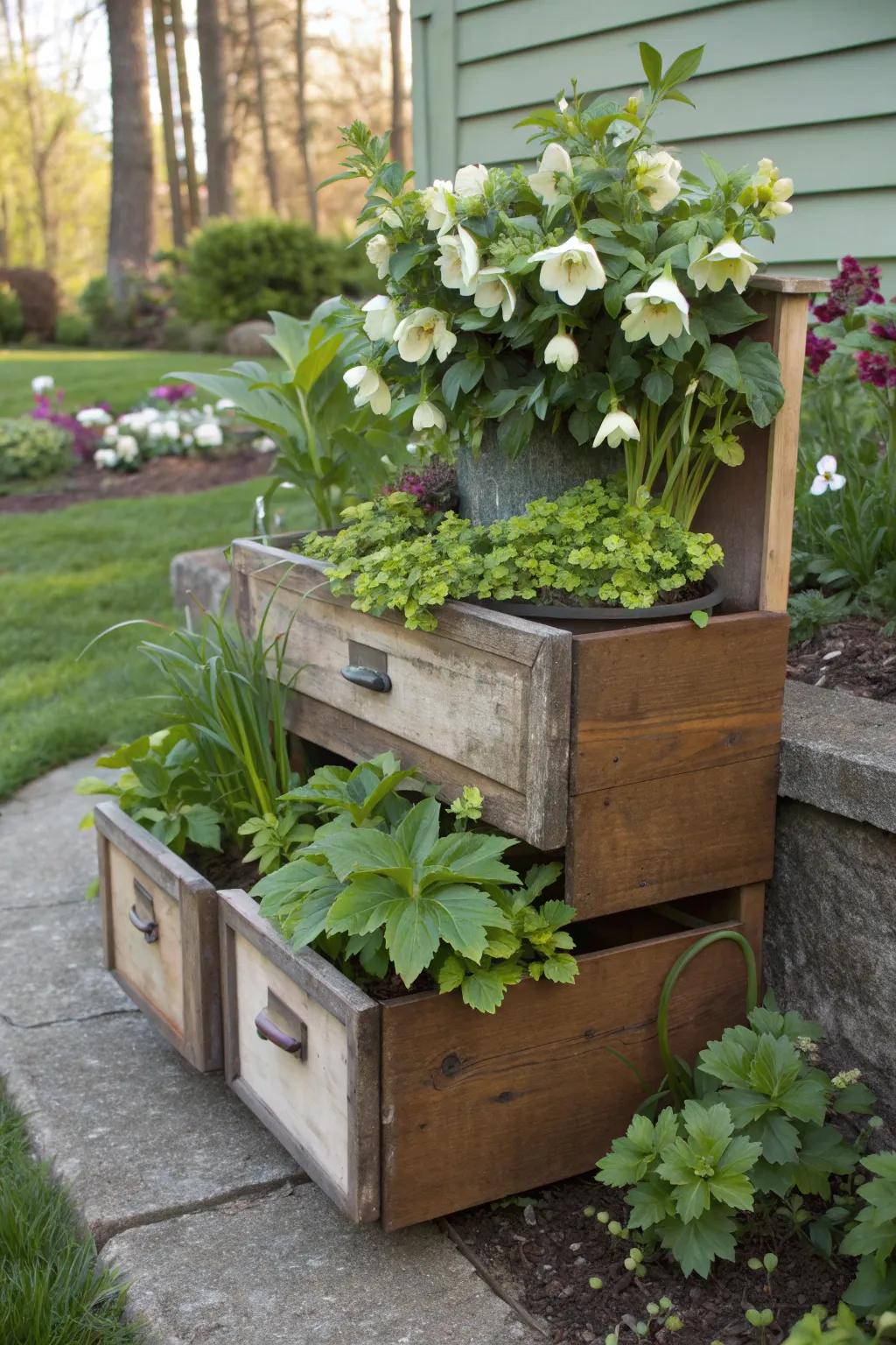 Old furniture pieces find new life as charming hellebore planters.