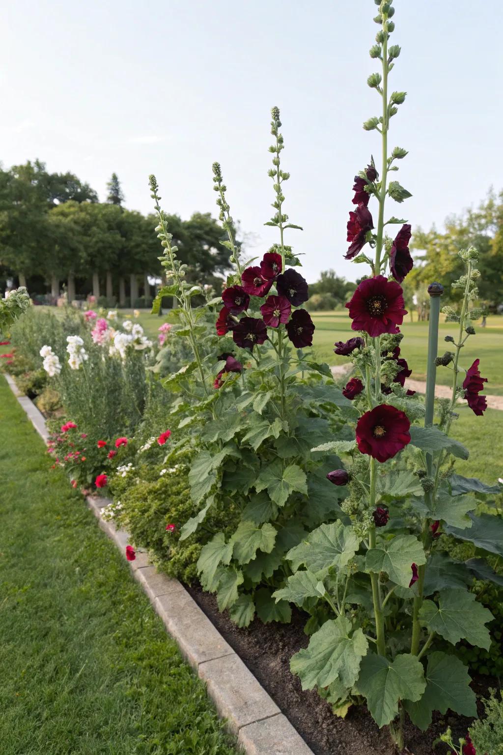 Rare-colored hollyhocks making a bold garden statement.