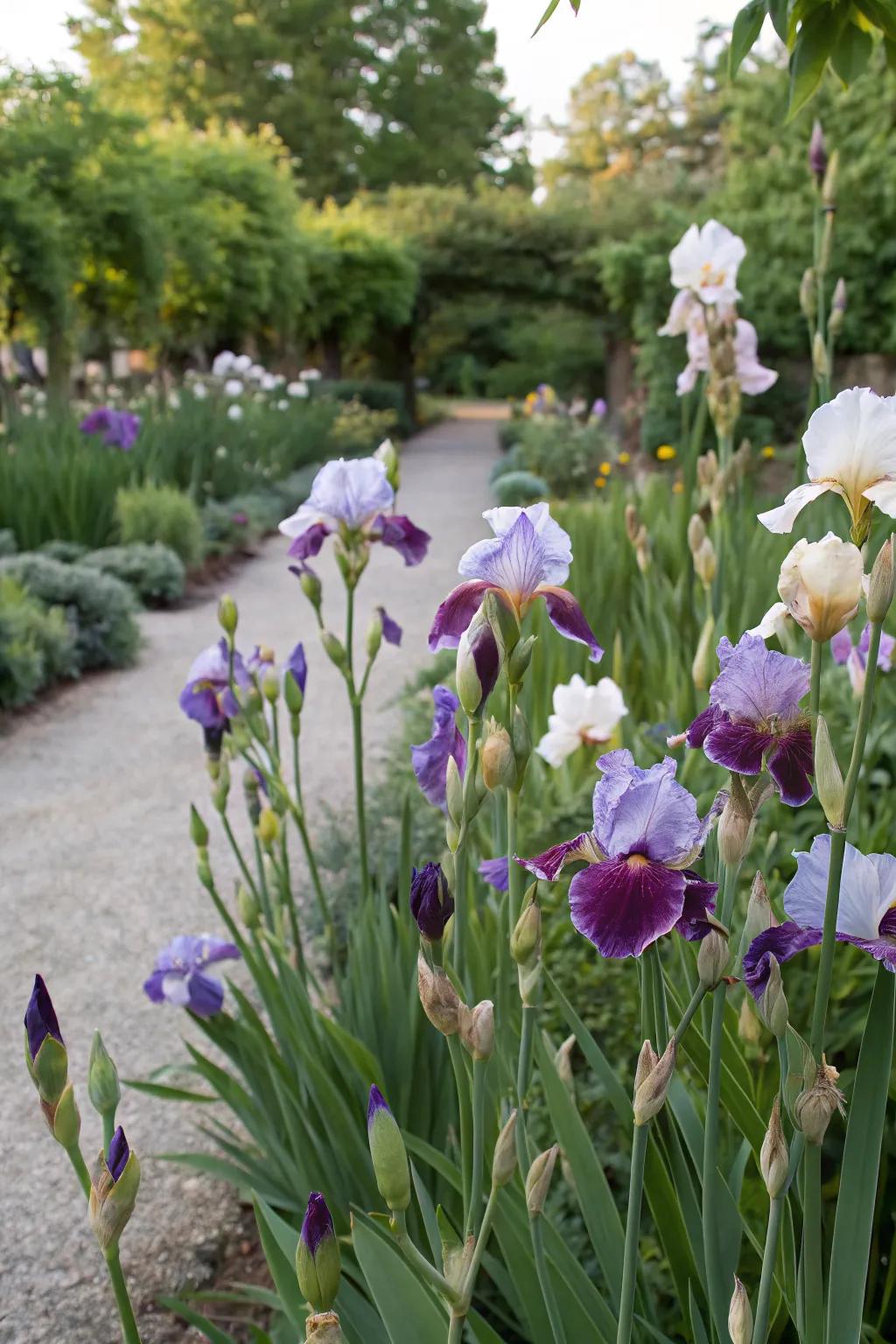Staggered blooms for a season-long iris display.
