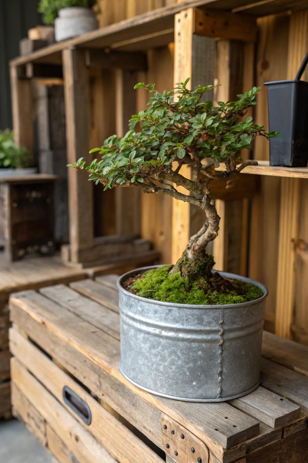 Eco-friendly creativity with unconventional jade bonsai materials.