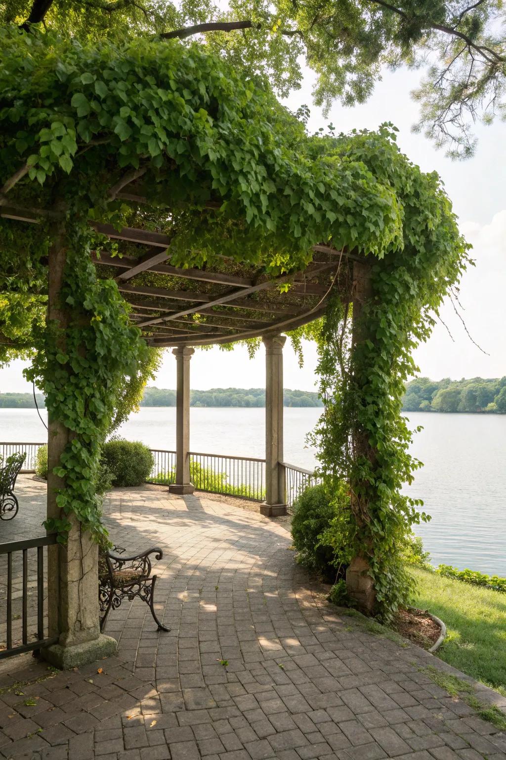 A pergola wrapped in greenery, offering natural shade and beauty.