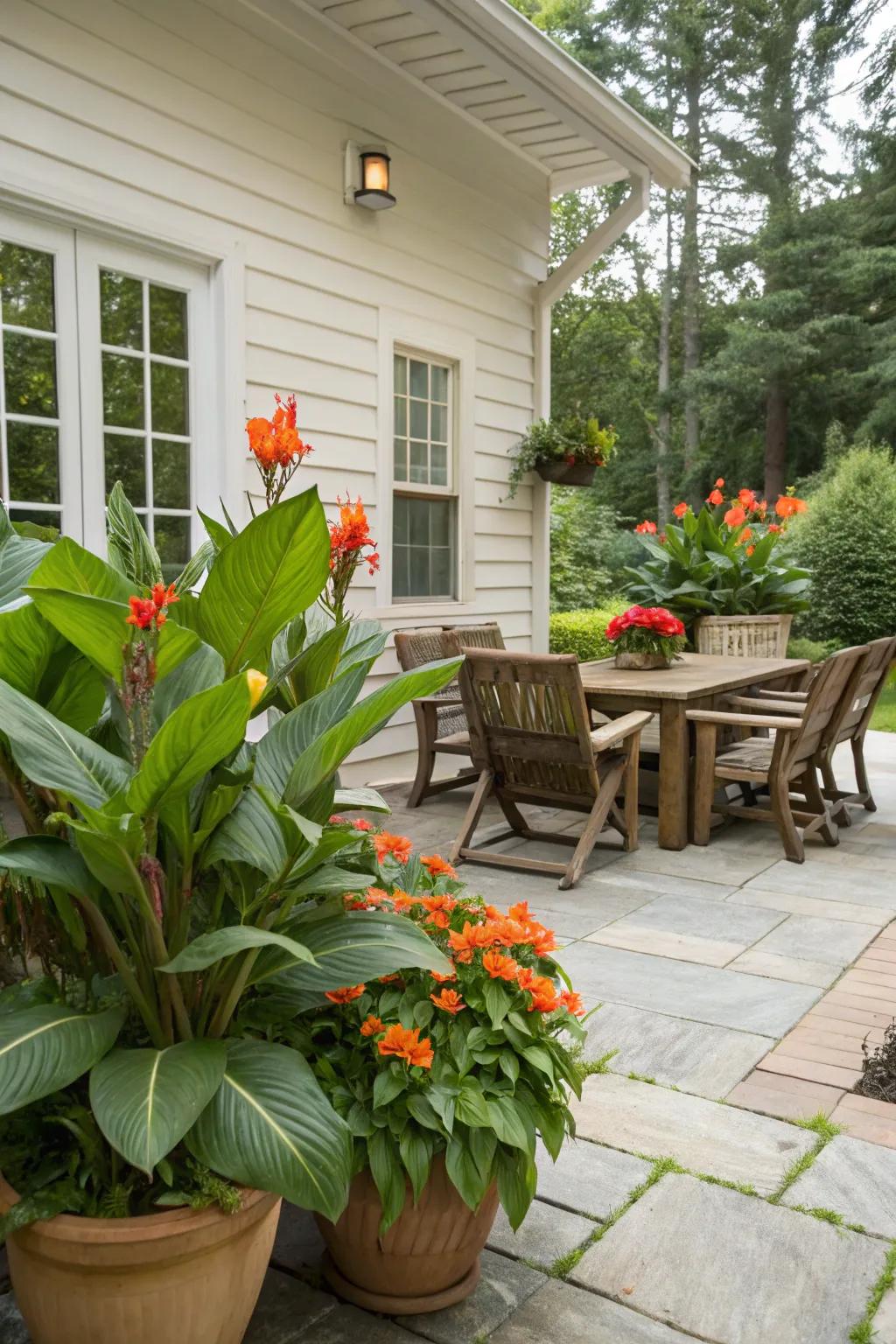 Canna lilies warming up patio corners