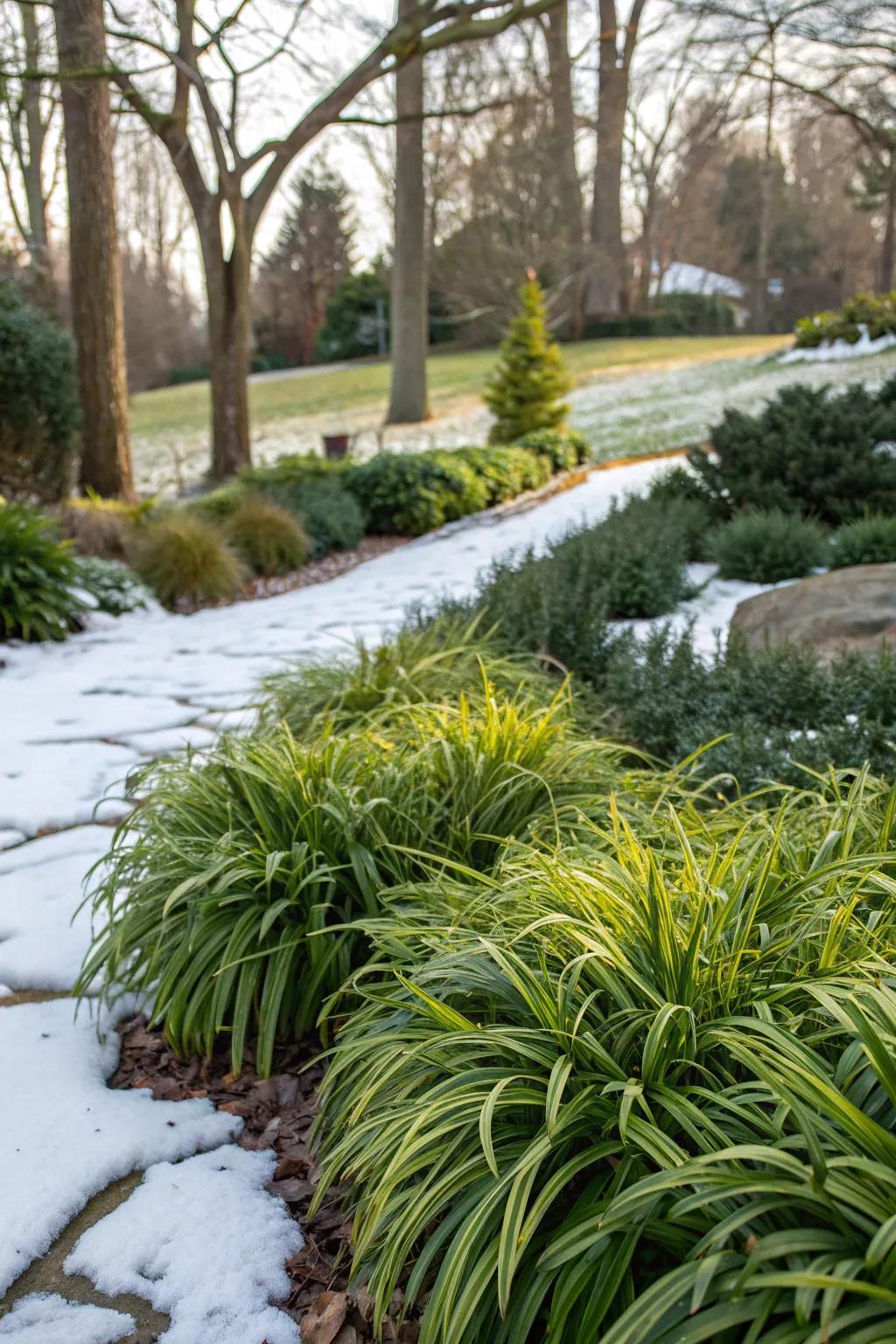 Liriope providing year-round interest with its evergreen foliage.