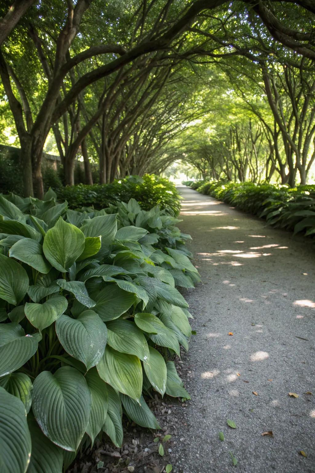 Hostas provide lush foliage in shaded areas.