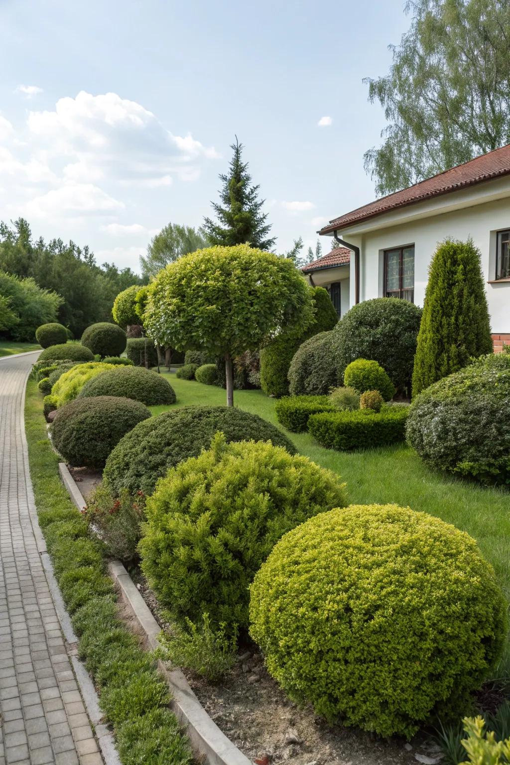 Euonymus provides versatile options with vibrant foliage.