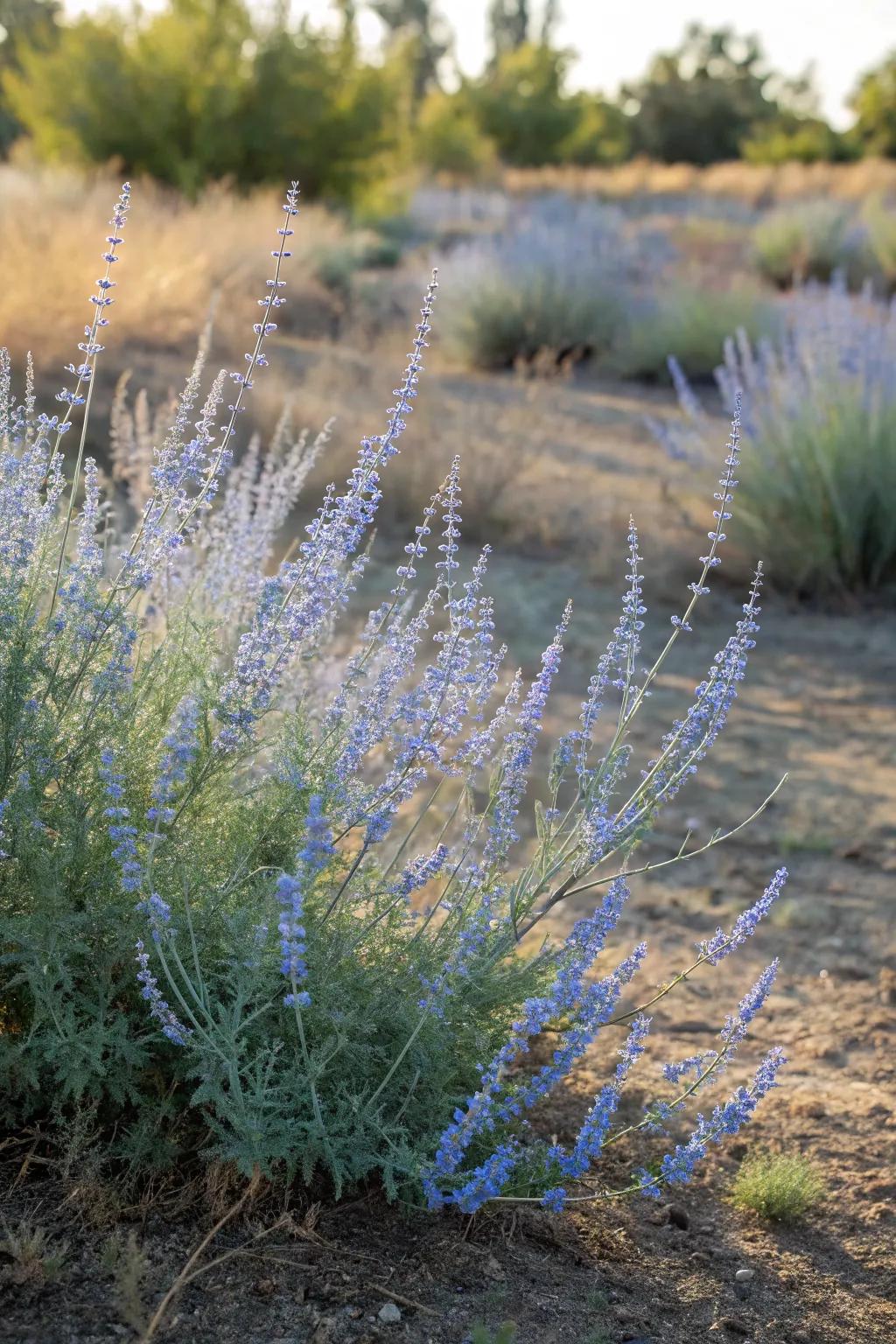 Airy blue flowers of Russian sage adding texture and color to the garden.