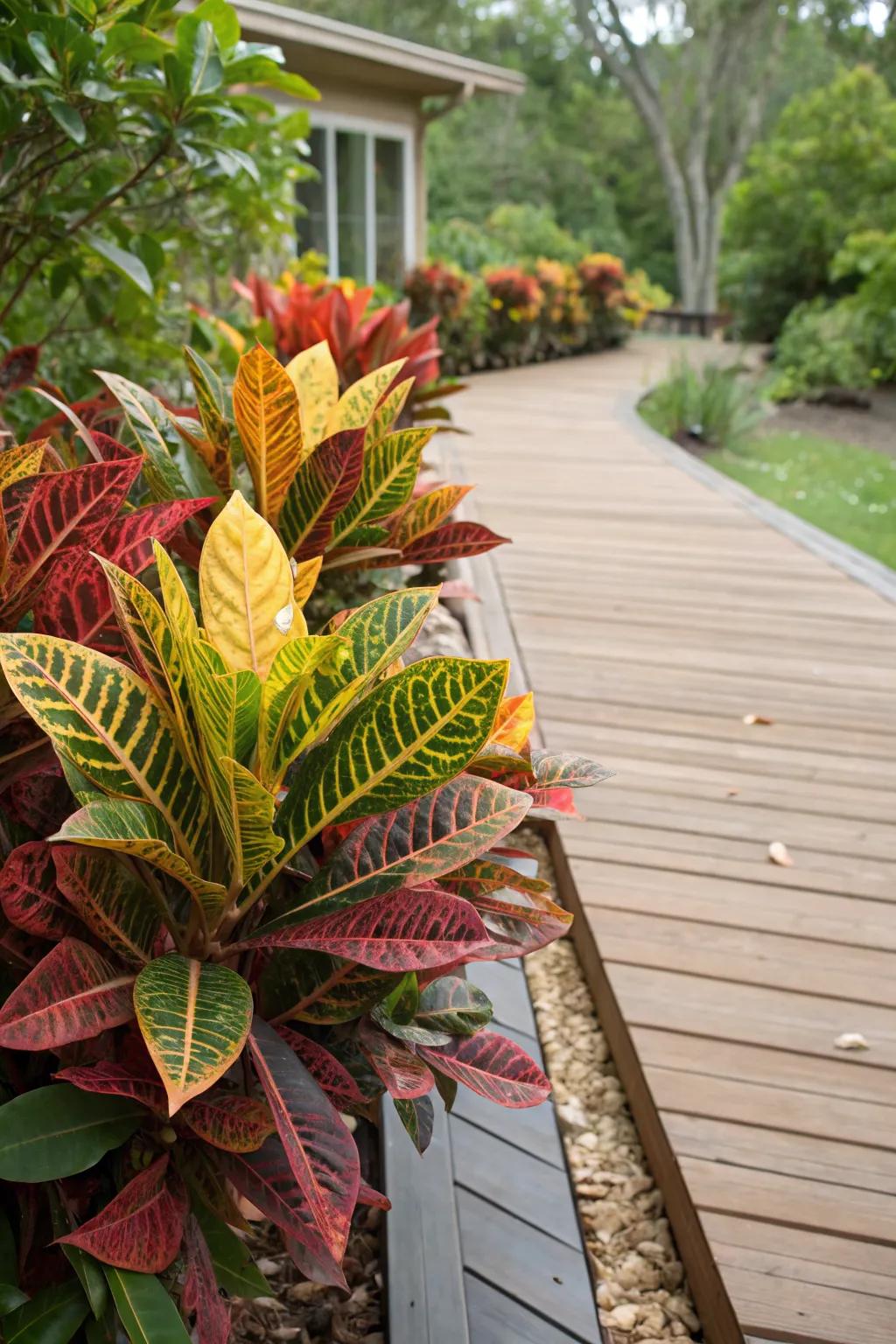 Mammy Crotons adding a dynamic edge to a garden deck.