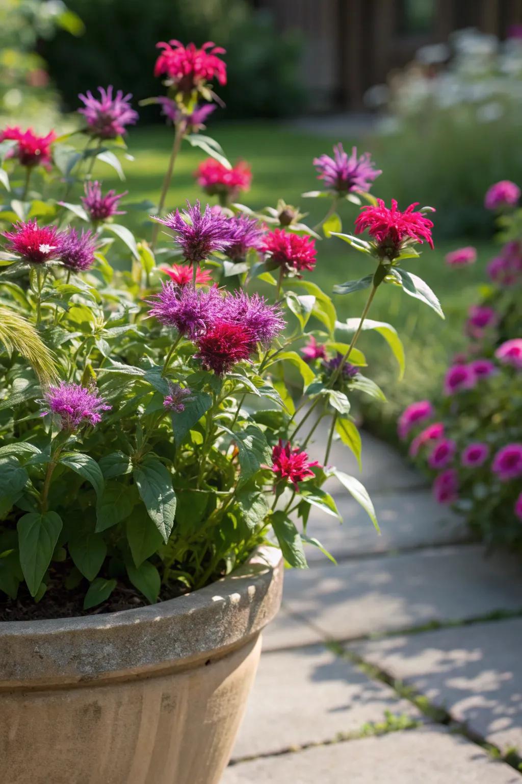 Bee balm: A vibrant addition to your mosquito-repellent arsenal.