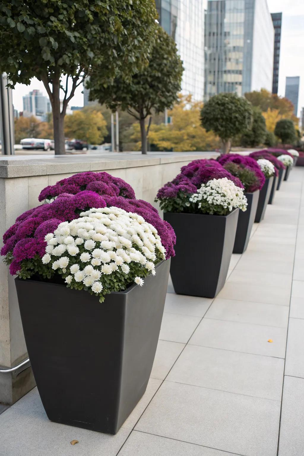 Sleek containers with plum and white mums offer a modern look.