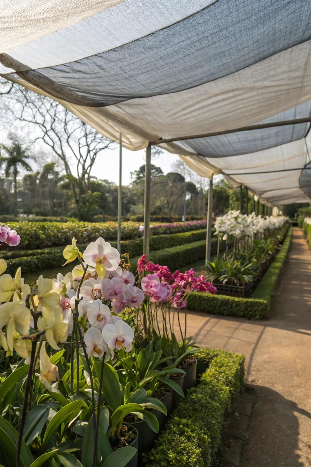 Different shade cloth densities offering tailored lighting for orchids.