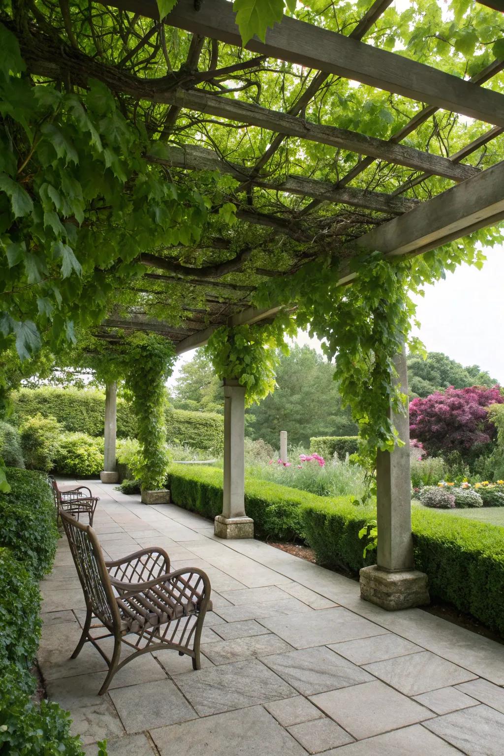 Ever-changing beauty: Trellis with climbing vines