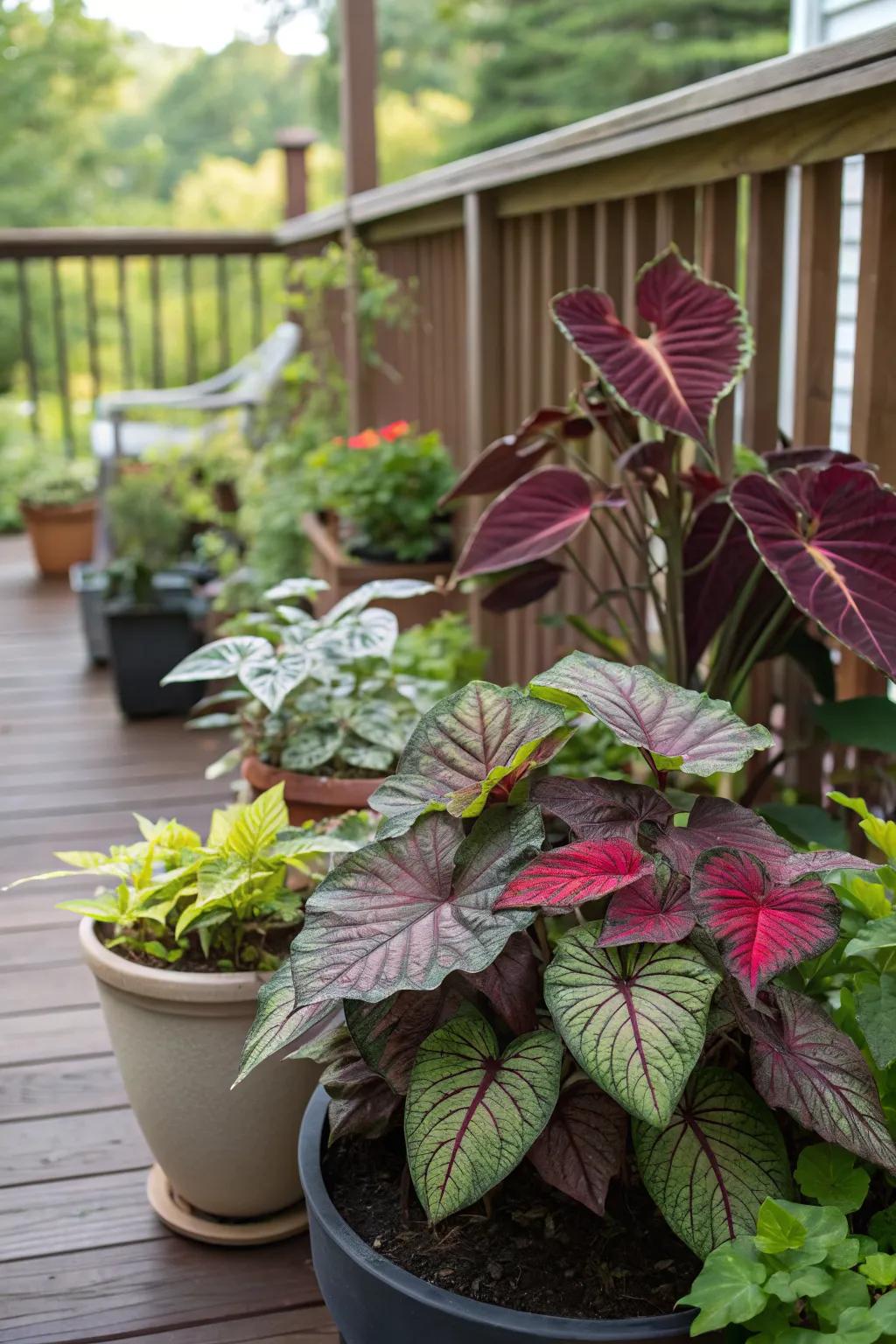 Distinctive leaves add an artistic touch to your outdoor space.