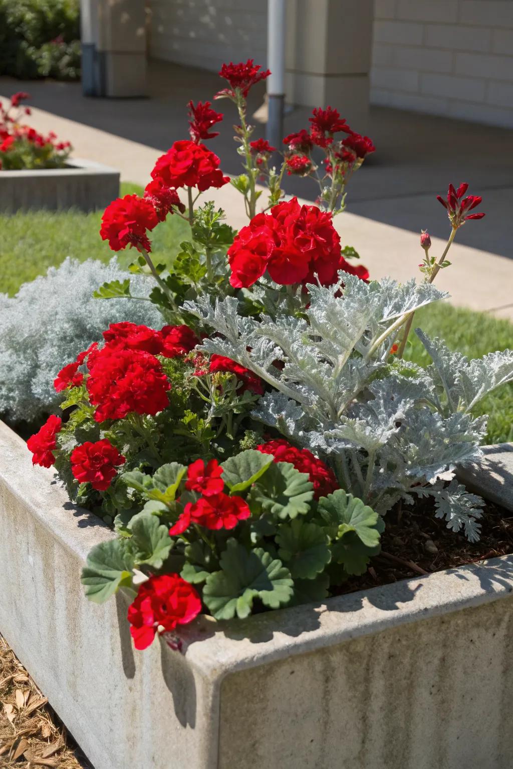 Fuzzy Helichrysum highlights the vibrant red blooms of geraniums.