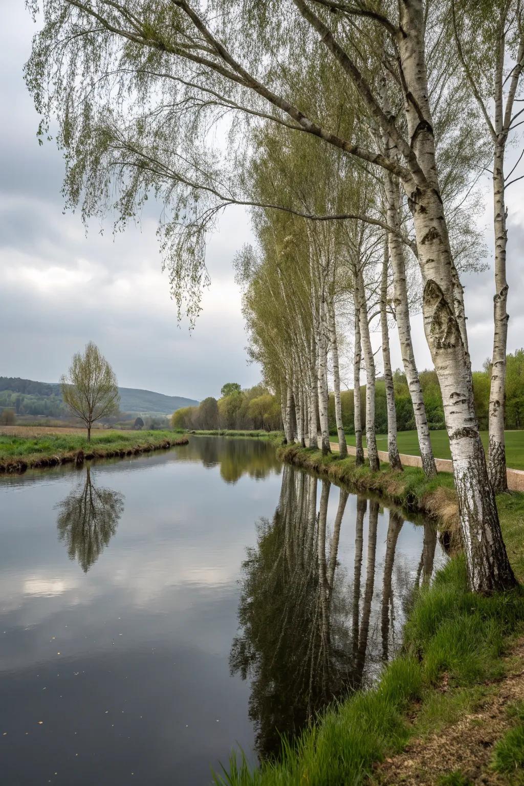 Enhance water features with river birches.
